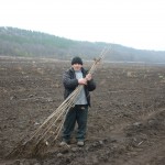 Подготовка саженцев